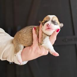 Quint Asper - Red male Pembroke Welsh Corgi puppy in Fortine, Montana from North Star Pembroke Welsh Corgi's