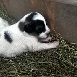 StarRider - Badger male Colorado Mountain Dog puppy in Hot Sulphur Springs, Colorado from Stormy Heights Homestead