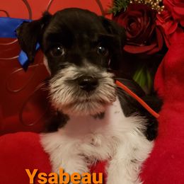 Miniature Schnauzer Puppies from Mountain View Schnauzers