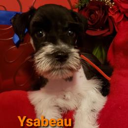 Miniature Schnauzer Puppies from Mountain View Schnauzers