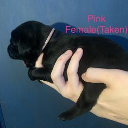 Labrador Retriever Puppies from Shadows Lovely Kennel