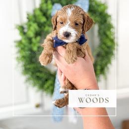 W O O D S - Red  male Goldendoodle puppy in Cedar City, Utah from Cedar Doodles- Home of the Teddybear Goldendoodle