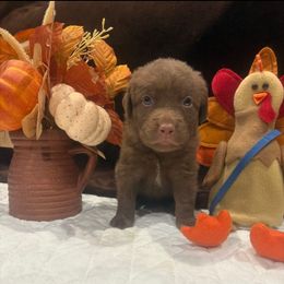 Blue Dot - Brown female Chesapeake Bay Retriever puppy in Wisconsin Dells, Wisconsin from Kilbourn Chesapeakes