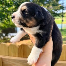Yellow boy - Black tri-color male Australian Shepherd puppy in Ashland, Ohio from SS Australian Shepherds