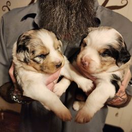 Australian Shepherd and Miniature Australian Shepherd Puppies from Hidden Leaf Aussies