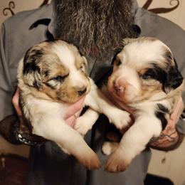 Australian Shepherd and Miniature Australian Shepherd Puppies from Hidden Leaf Aussies