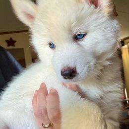 Snow - White female Siberian Husky puppy in Walker, Louisiana from TRUHUSKY SIBERIANS