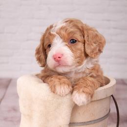 Pink - Brown and white female Aussiedoodle puppy in Byron, Georgia from Southern Olive Doodles 🫒