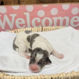 Girl 6 - Blue merle female Aussiedoodle puppy in Lavonia, Georgia from H & A Kennels