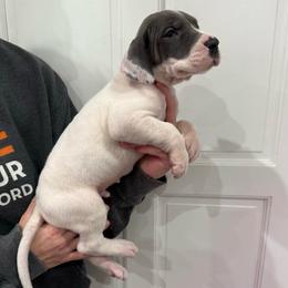 Alex Warren - Blue and white male Great Dane puppy in Florida from Beachside Kennels