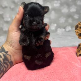 Anna - Black and tan female Yorkshire Terrier puppy in Moultrie, Georgia from Alina's Royal Yorkies