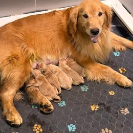 Andy - Golden female Golden Retriever puppy in Saint Pauls, North Carolina from Copperfield’s Goldens