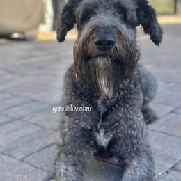 Gunner - Schnoodle