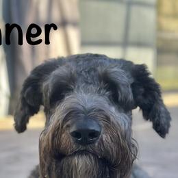 Gunner - Schnoodle