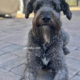 Gunner - Schnoodle