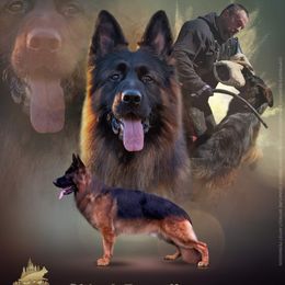 Obi - German Shepherd