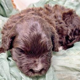Marie - Brown and white female Portuguese Water Dog puppy in Asheville, North Carolina from Top Notch Portuguese Water Dogs
