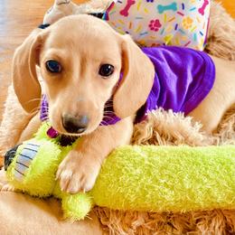 Dachshund Puppies from Northwest Dachshunds