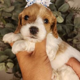 Honeybun - Blenheim female Cavapoo puppy in Roseville, California from Heavenly Goldendoodles
