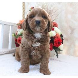 Jax - Red  male Goldendoodle puppy in Swartz Creek, Michigan from Michigan Doodles