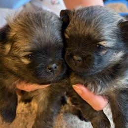 Ellie - Black and tan female Pomeranian puppy in Eureka Springs, Arkansas from Maple Hills Poms