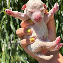 Cassian - Cream male Poodle puppy in Orem, Utah from First Class Poodles