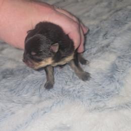 Val - Black and tan male Pomeranian puppy in Angleton, Texas from Pomeranian Palace, LLC