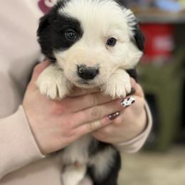 Blue collar - Black and white male Border Collie puppy in Tallmadge, Ohio from Premier Dobermans