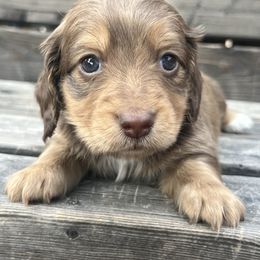 Truffles - Chocolate and cream male Dachshund puppy in Payette, Idaho from NT Mini Doxies