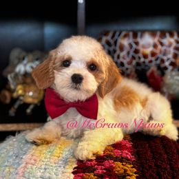 Supergirl - Parti female Maltipoo puppy in Hesperia, California from McCraws N Paws