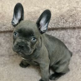 French Bulldogs from Pro Porter Frenchies