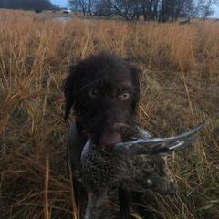 German Wirehaired Pointer All Grown Up from Osborne’s Wirehairs