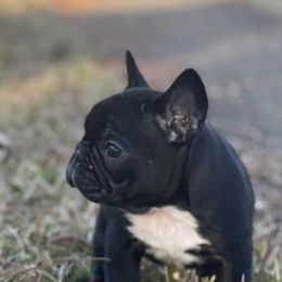French Bulldogs from Frazier Frenchie