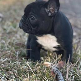 French Bulldogs from Frazier Frenchie