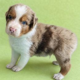 Tye - Red merle male Australian Shepherd puppy in Marshall, Virginia from Aussie Tales Farm