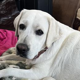 Bexlee - Labrador Retriever