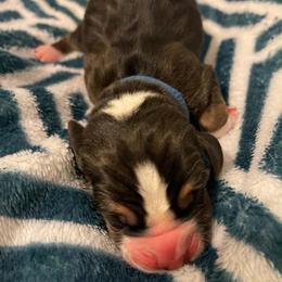 Dark Blue Boy - Black brown and white male Basset Hound puppy in Temple, Texas from Southern Rose Bassets