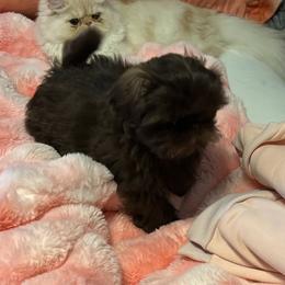 Apollo - Lilac male Shih Tzu puppy in Ocean Springs, Mississippi from Wood Foo Breeders