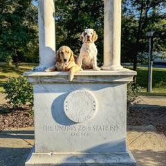 Clumber Spaniel Puppies from Wanderlust Clumber Spaniels