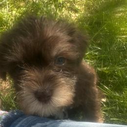 Boy 2 - Liver male Miniature Schnauzer puppy in West Point, Nebraska from Canyon Rose Schnauzers