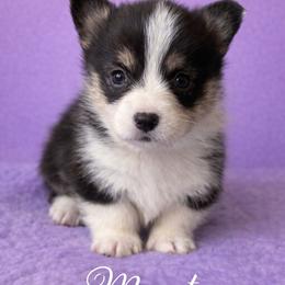 V-9.  Monet - Black and tan female Pembroke Welsh Corgi puppy in Sanford, Michigan from Tambali Pembroke Welsh Corgis