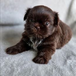 Reese - Chocolate male Shih Tzu puppy in Jenks, Oklahoma from Northstar Shih Tzu