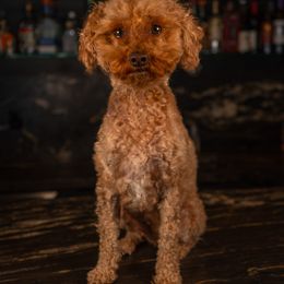 coco - Poodle