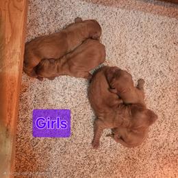Opal - Red  female Goldendoodle puppy in Mocksville, North Carolina from Hunting Creek Farm & Kennel