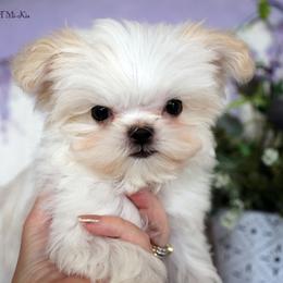 Figaro - White male Mi-Ki puppy in Elizabeth, Colorado from Royal T Mi-Kis