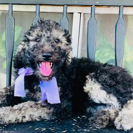 Persimmon - Black female Labradoodle puppy in Murray, Utah from Swann's Kennels
