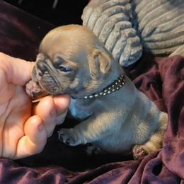 Anika - Blue fawn female French Bulldog puppy in Nashville, Tennessee from Prestigious K9