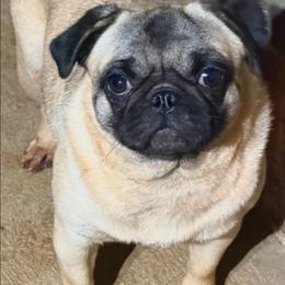 Mia - Pug