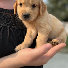 Mr. Galloway - Golden male Golden Retriever puppy in Cody, Wyoming from Bliss Creek MTN Meadows