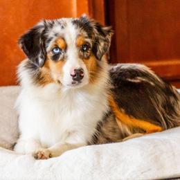 Reign - Blue merle female Miniature American Shepherd puppy in Tonopah, Arizona from King's Miniature American Shepherds